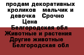 продам декоративных кроликов , мальчик и девочка  .Срочно  › Цена ­ 2 500 - Белгородская обл. Животные и растения » Другие животные   . Белгородская обл.